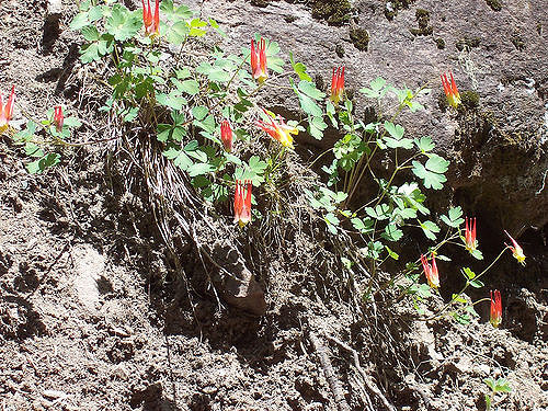 Aquilegia triternata (Aquilegia triternata)