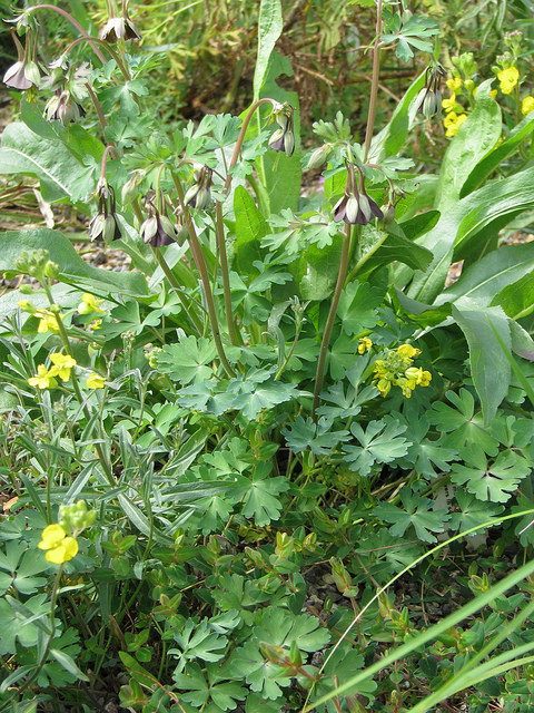 Aquilegia viridiflora (Aquilegia viridiflora)