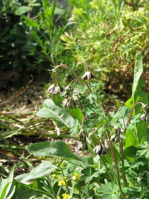 Aquilegia viridiflora