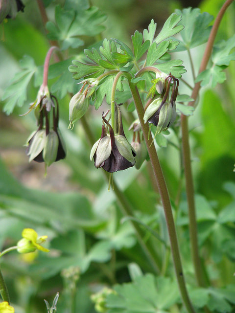 Aquilegia viridiflora