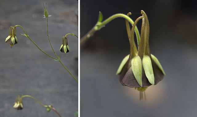 Aquilegia viridiflora