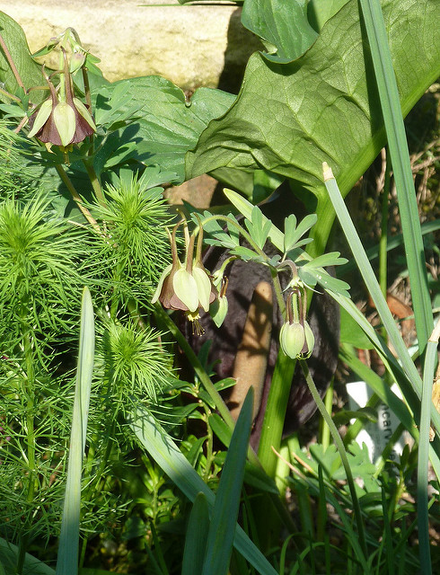 Aquilegia viridiflora