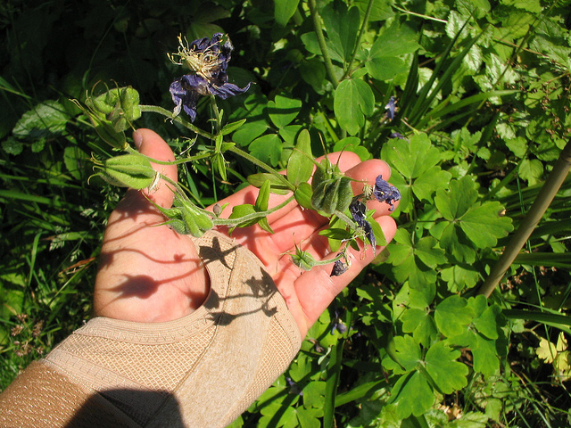 Ancolie commune (Aquilegia vulgaris)