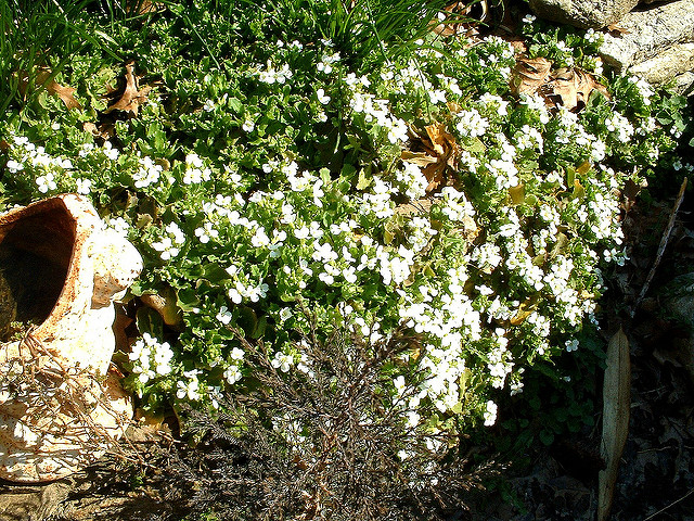 Arabette des alpes (Arabis alpina)