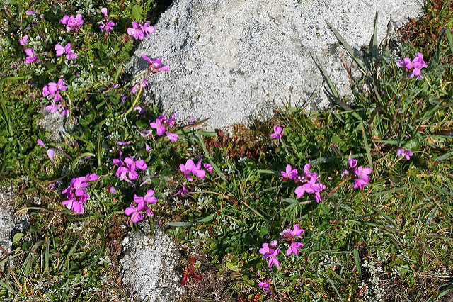 Arabette de californie (Arabis blepharophylla)