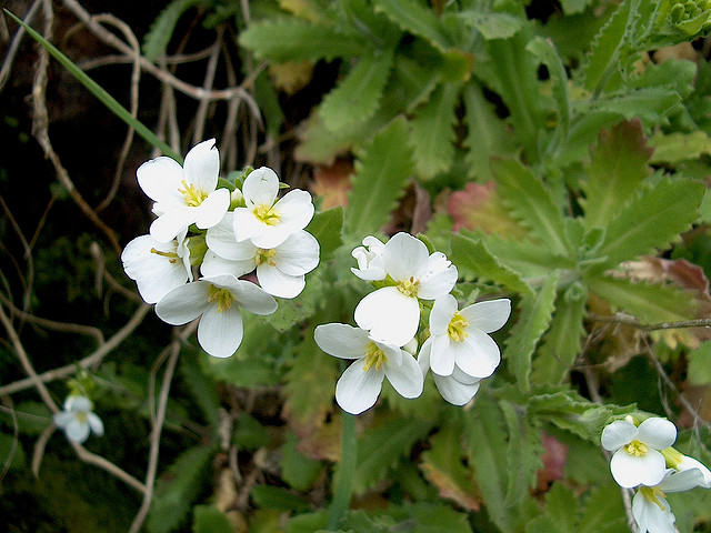 Arabette du caucase