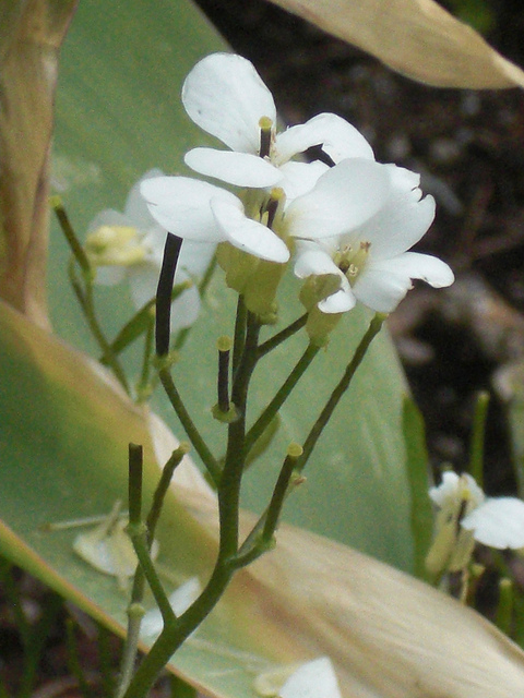 Arabette du caucase