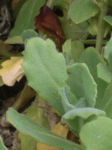 Arabette du caucase