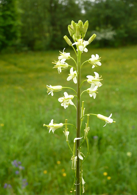 Arabette glabre (Arabis glabra)