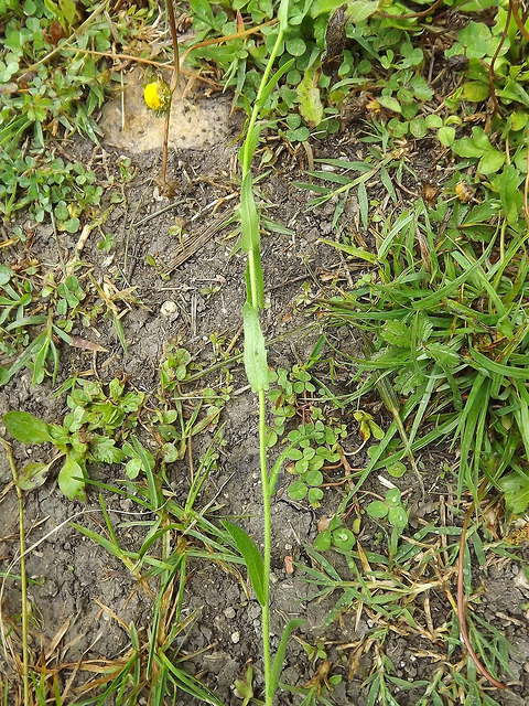 Arabette hérissée (Arabis hirsuta)