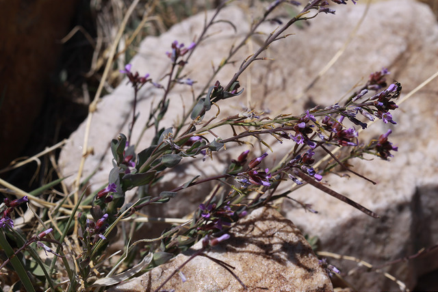Arabis lemmonii