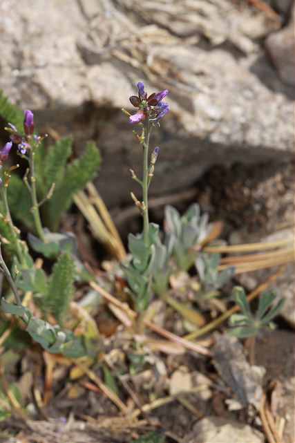 Arabis lemmonii