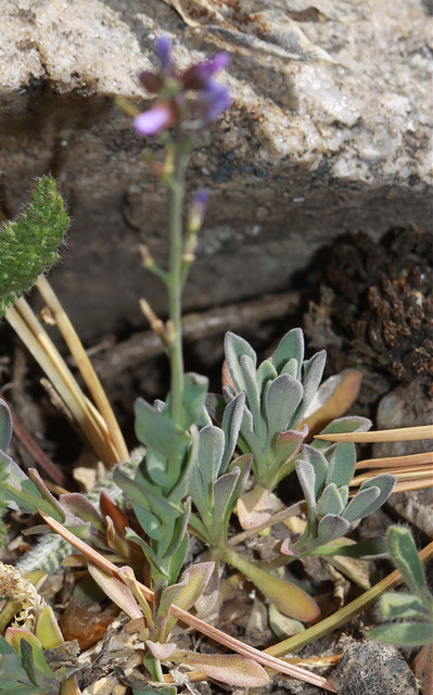 Arabis lemmonii