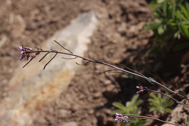 Arabis lemmonii