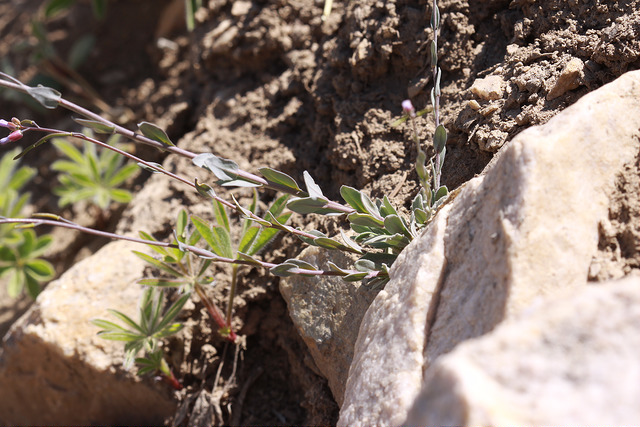 Arabis lemmonii (Arabis lemmonii)