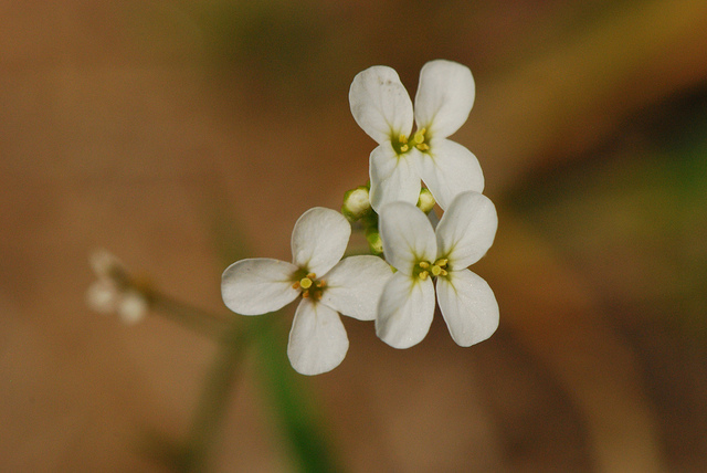 Arabidopsis lyrata (Arabis lyrata)