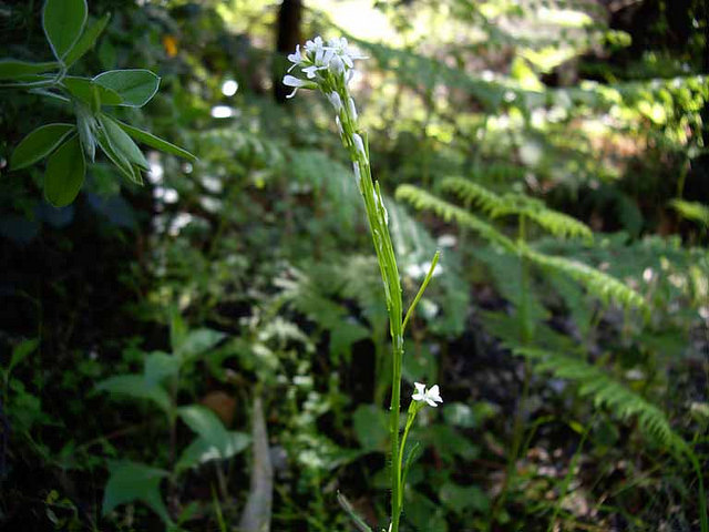 Arabette sagittée (Arabis sagittata)