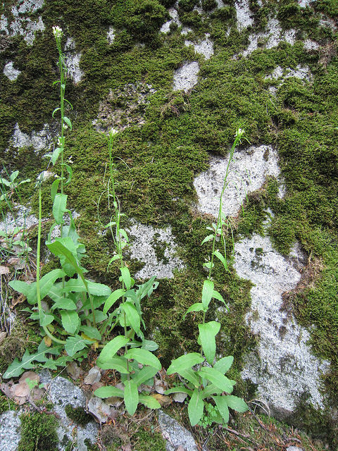 Arabette tourette (Arabis turrita)