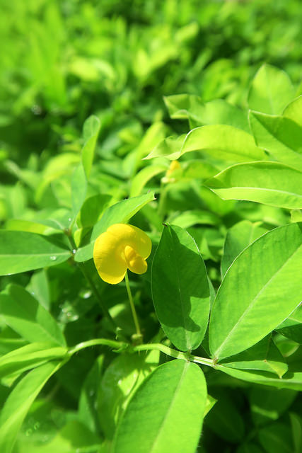 Arachis glabrata