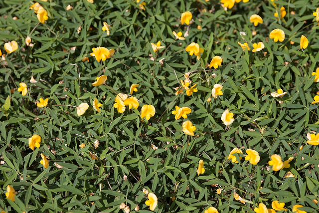 Arachis glabrata (Arachis glabrata)