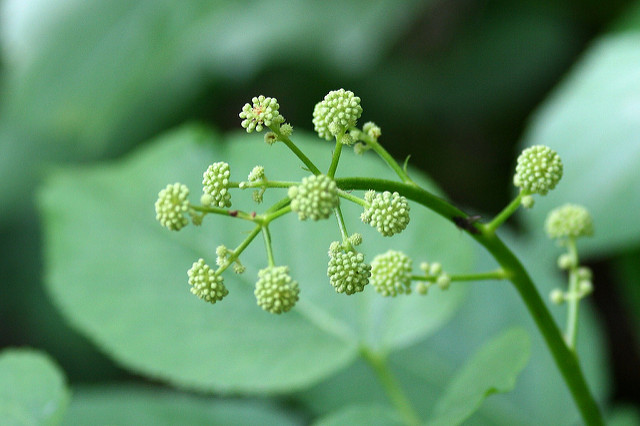 Aralia californica