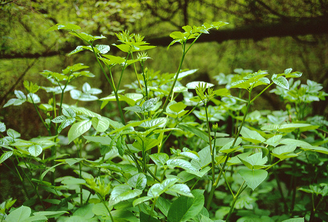 Aralia californica