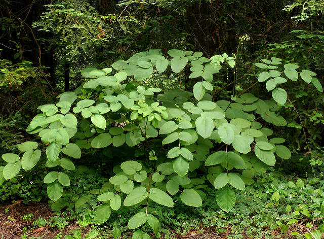 Aralia californica