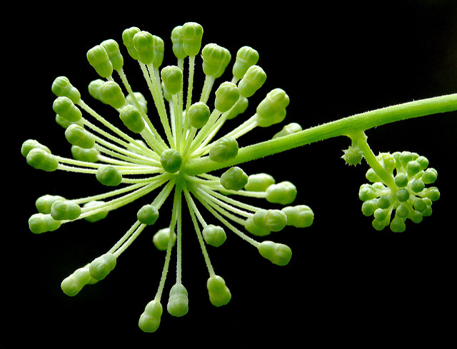 Aralia californica