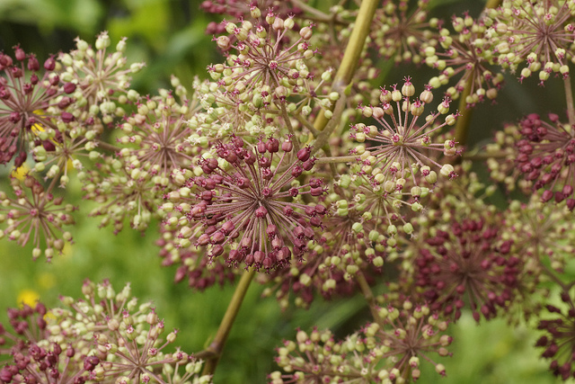 Aralia californica (Aralia californica)