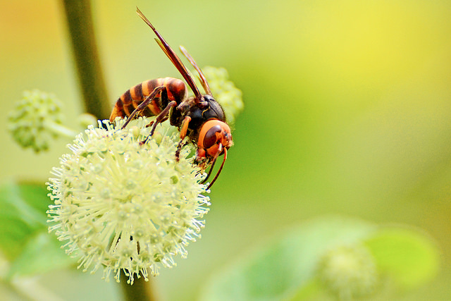 Aralia cordata