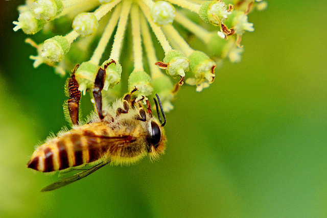 Aralia cordata