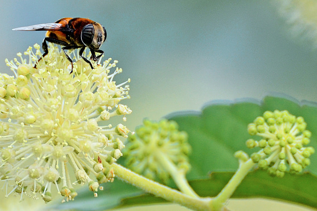 Aralia cordata (Aralia cordata)
