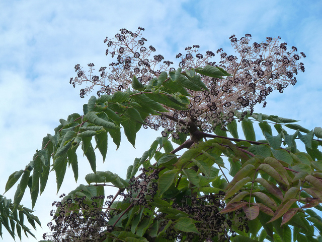 Angélique du japon (Aralia elata)