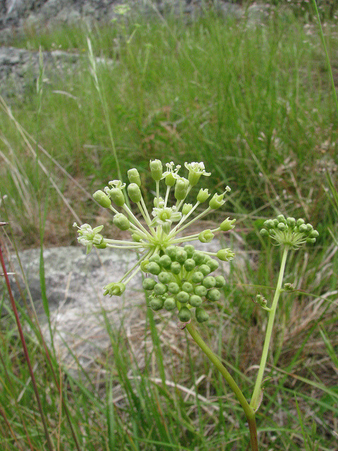 Aralia hispida