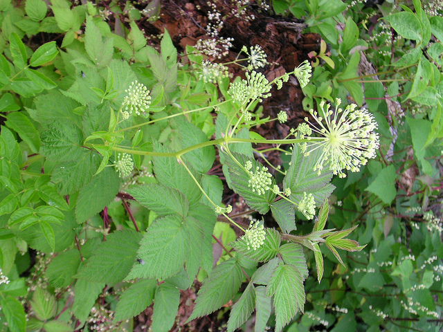 Aralia hispida