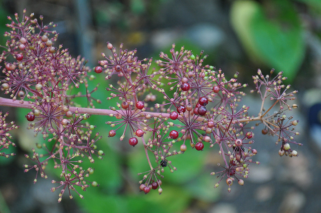 Aralia hispida