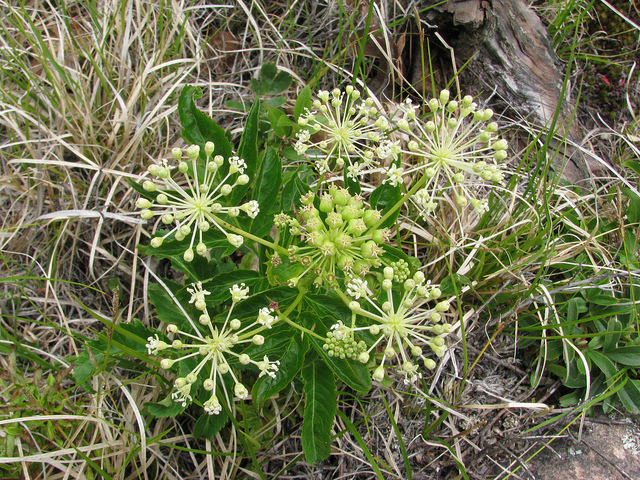 Aralia hispida