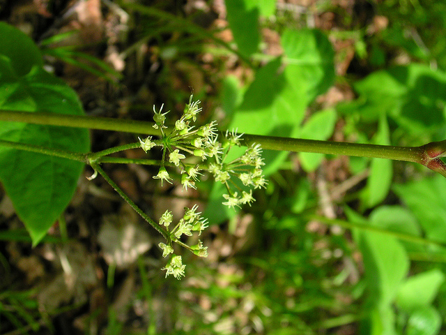 Aralie à tige nue (Aralia nudicaulis)