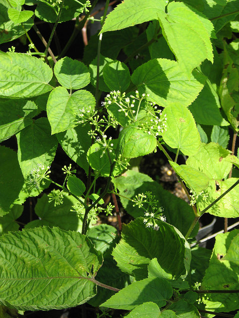 Aralie à grappes