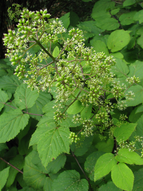Aralie à grappes