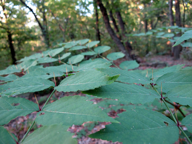 Aralie épineuse (Aralia spinosa)