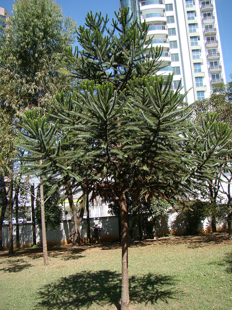 Pin du paraná