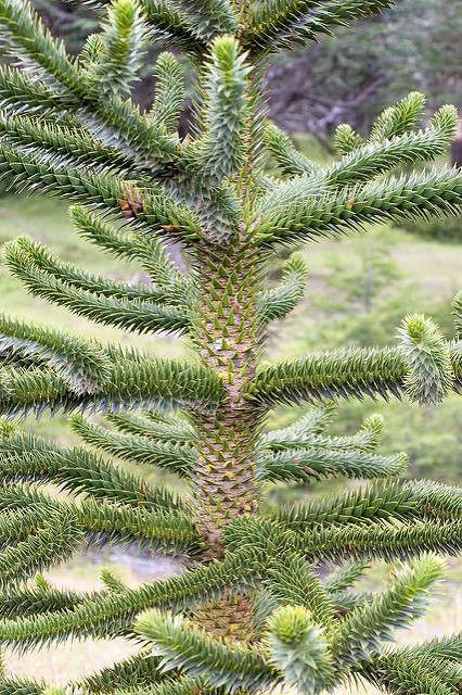 Araucaria du chili