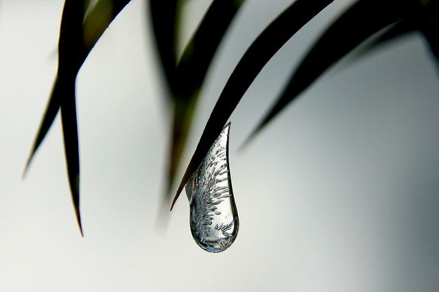 Araucaria du chili