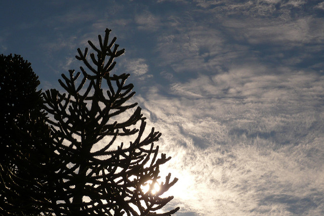 Araucaria du chili