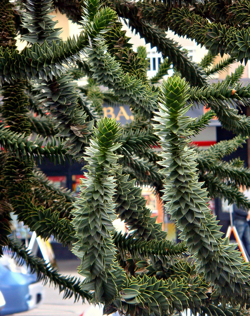 Araucaria du chili