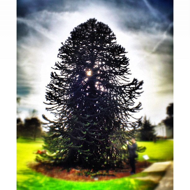 Araucaria du chili