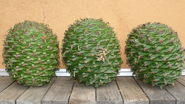Bunya-bunya