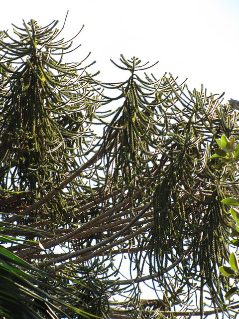 Bunya-bunya