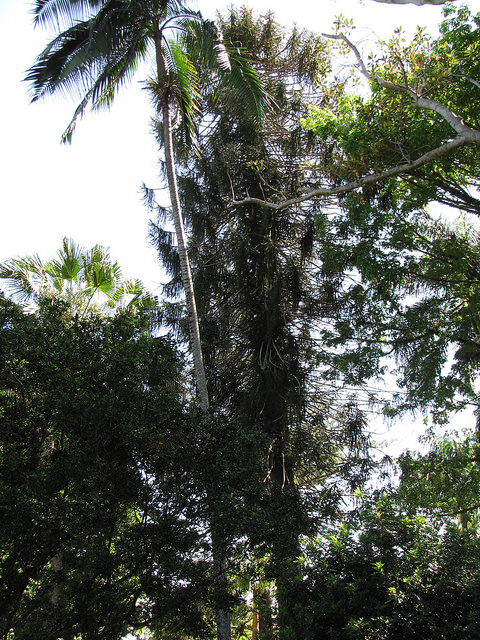 Bunya-bunya